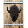 Image 3 : Big American Bison Buffalo Shoulder Mount Taxidermy