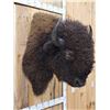 Image 4 : Big American Bison Buffalo Shoulder Mount Taxidermy