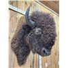 Image 5 : Big American Bison Buffalo Shoulder Mount Taxidermy