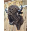 Image 6 : Big American Bison Buffalo Shoulder Mount Taxidermy