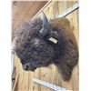 Image 7 : Big American Bison Buffalo Shoulder Mount Taxidermy