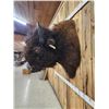Image 8 : Big American Bison Buffalo Shoulder Mount Taxidermy