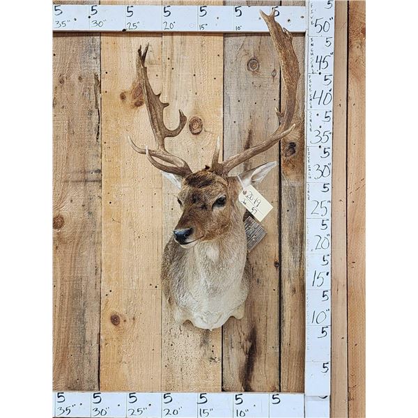 Chocolate Fallow Deer Shoulder Mount Taxidermy