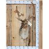 Image 1 : Chocolate Fallow Deer Shoulder Mount Taxidermy