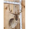 Image 2 : Chocolate Fallow Deer Shoulder Mount Taxidermy
