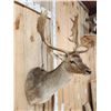 Image 3 : Chocolate Fallow Deer Shoulder Mount Taxidermy
