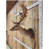 Image 4 : Chocolate Fallow Deer Shoulder Mount Taxidermy