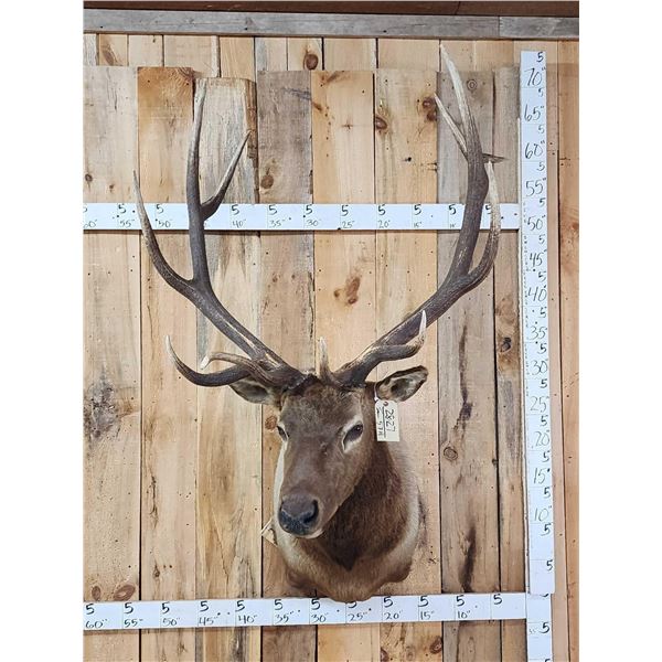 6x5 Elk Shoulder Mount Taxidermy