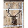 Image 1 : 6x5 Elk Shoulder Mount Taxidermy