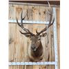 Image 2 : 6x5 Elk Shoulder Mount Taxidermy