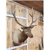Image 3 : 6x5 Elk Shoulder Mount Taxidermy