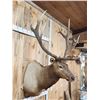 Image 4 : 6x5 Elk Shoulder Mount Taxidermy