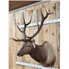 Image 5 : 6x5 Elk Shoulder Mount Taxidermy