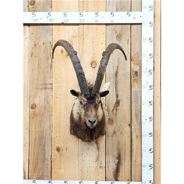 Ibex Shoulder Mount Taxidermy