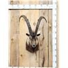 Image 1 : Ibex Shoulder Mount Taxidermy