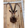 Image 2 : Ibex Shoulder Mount Taxidermy