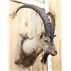 Image 3 : Ibex Shoulder Mount Taxidermy