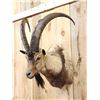 Image 4 : Ibex Shoulder Mount Taxidermy