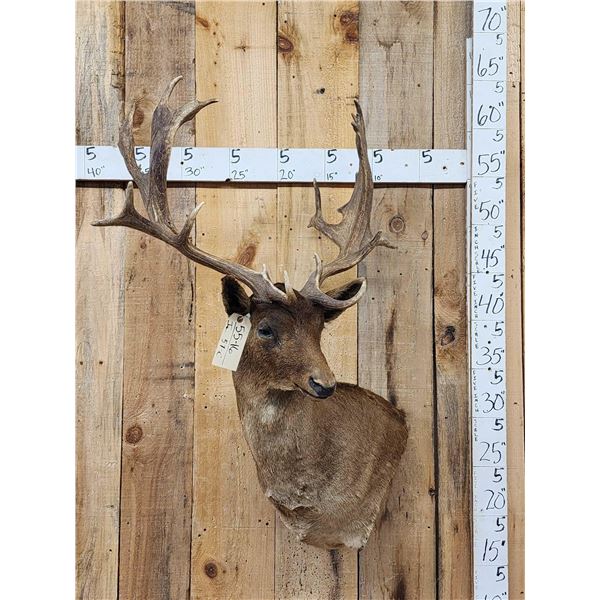 Chocolate Fallow Deer Shoulder Mount Taxidermy
