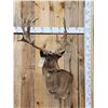 Image 1 : Chocolate Fallow Deer Shoulder Mount Taxidermy