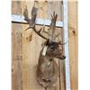 Image 2 : Chocolate Fallow Deer Shoulder Mount Taxidermy