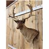 Image 3 : Chocolate Fallow Deer Shoulder Mount Taxidermy