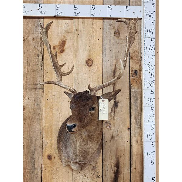 Chocolate Fallow Deer Shoulder Mount Taxidermy
