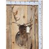 Image 1 : Chocolate Fallow Deer Shoulder Mount Taxidermy