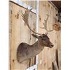 Image 2 : Chocolate Fallow Deer Shoulder Mount Taxidermy