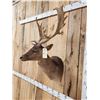 Image 3 : Chocolate Fallow Deer Shoulder Mount Taxidermy