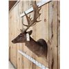 Image 4 : Chocolate Fallow Deer Shoulder Mount Taxidermy