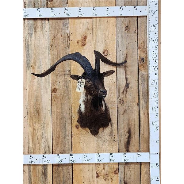 Feral Goat Shoulder Mount Taxidermy