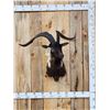 Image 1 : Feral Goat Shoulder Mount Taxidermy