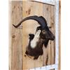 Image 2 : Feral Goat Shoulder Mount Taxidermy
