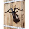 Image 3 : Feral Goat Shoulder Mount Taxidermy