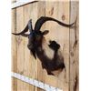 Image 4 : Feral Goat Shoulder Mount Taxidermy