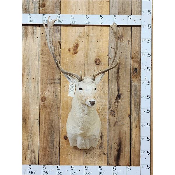 White Fallow Deer Shoulder Mount Taxidermy