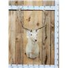 Image 1 : White Fallow Deer Shoulder Mount Taxidermy