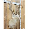 Image 2 : White Fallow Deer Shoulder Mount Taxidermy