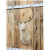 Image 3 : White Fallow Deer Shoulder Mount Taxidermy