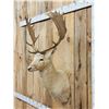 Image 4 : White Fallow Deer Shoulder Mount Taxidermy