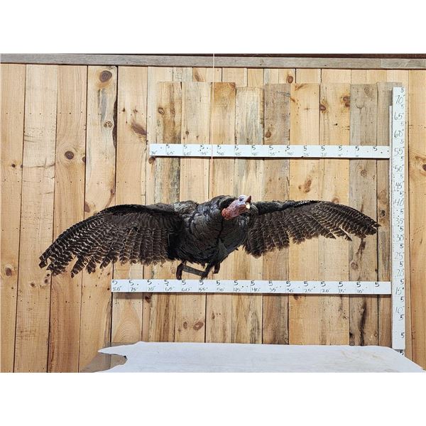 Turkey In Flight Bird Taxidermy