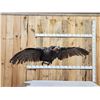 Image 1 : Turkey In Flight Bird Taxidermy