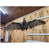 Image 2 : Turkey In Flight Bird Taxidermy