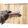 Image 3 : Turkey In Flight Bird Taxidermy