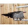 Image 4 : Turkey In Flight Bird Taxidermy