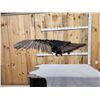 Image 6 : Turkey In Flight Bird Taxidermy