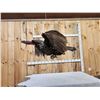 Image 7 : Turkey In Flight Bird Taxidermy