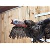 Image 8 : Turkey In Flight Bird Taxidermy