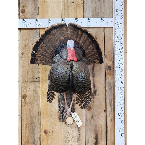 Strutting Turkey Full Body Bird Taxidermy